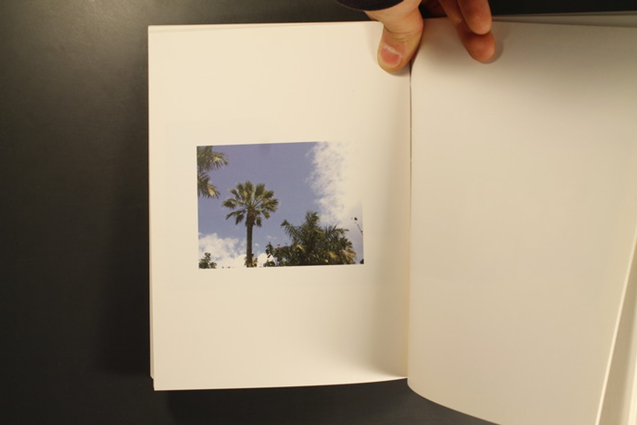 Twenty Palm Trees of Santa Cruz de Tenerife thumbnail 5