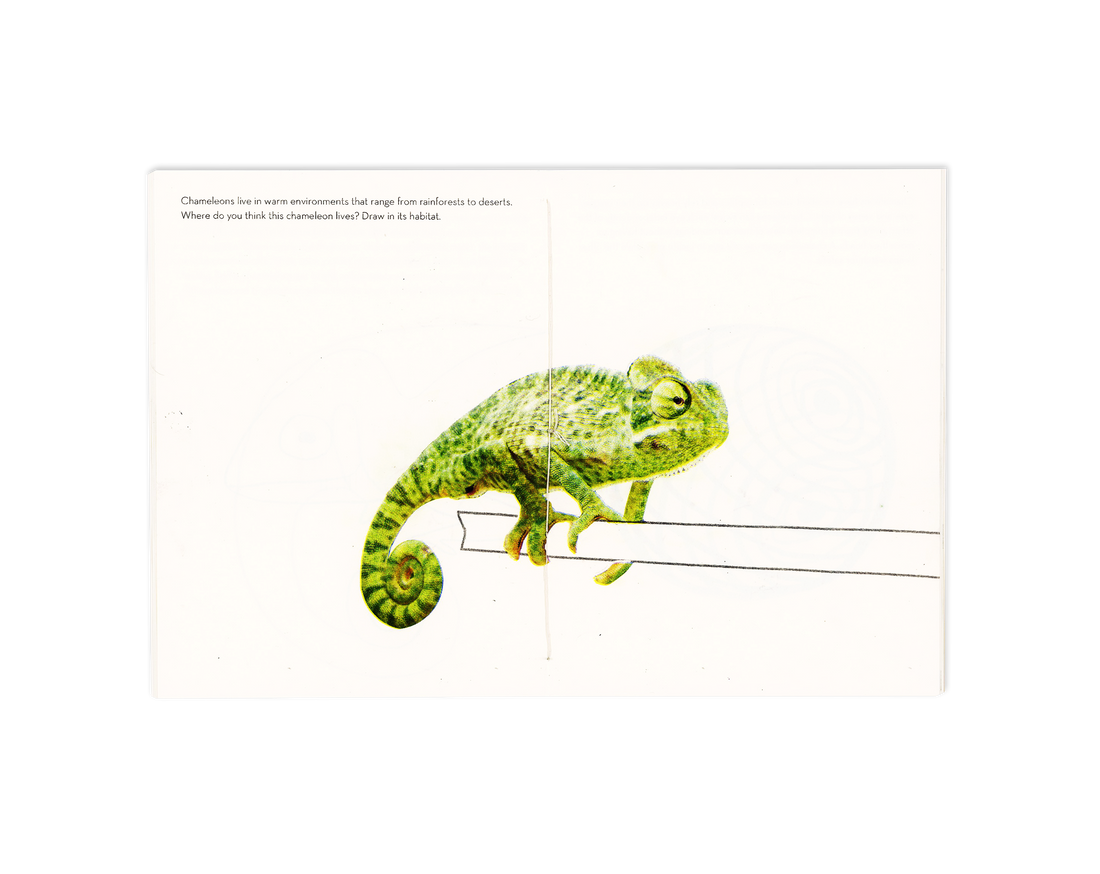 Chameleons thumbnail 4